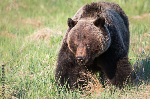 Grizzly bear in th ewild