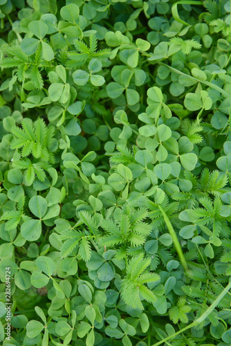 Wallpaper Mural bright and juicy clover leaves for background Torontodigital.ca
