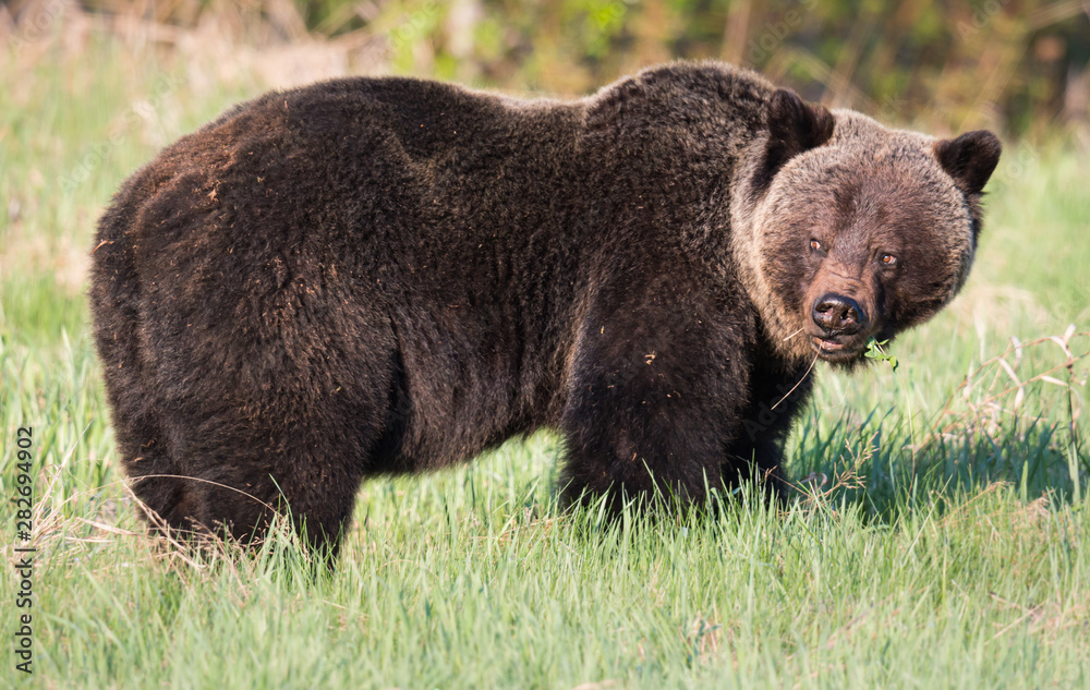 Grizzly bear in th ewild