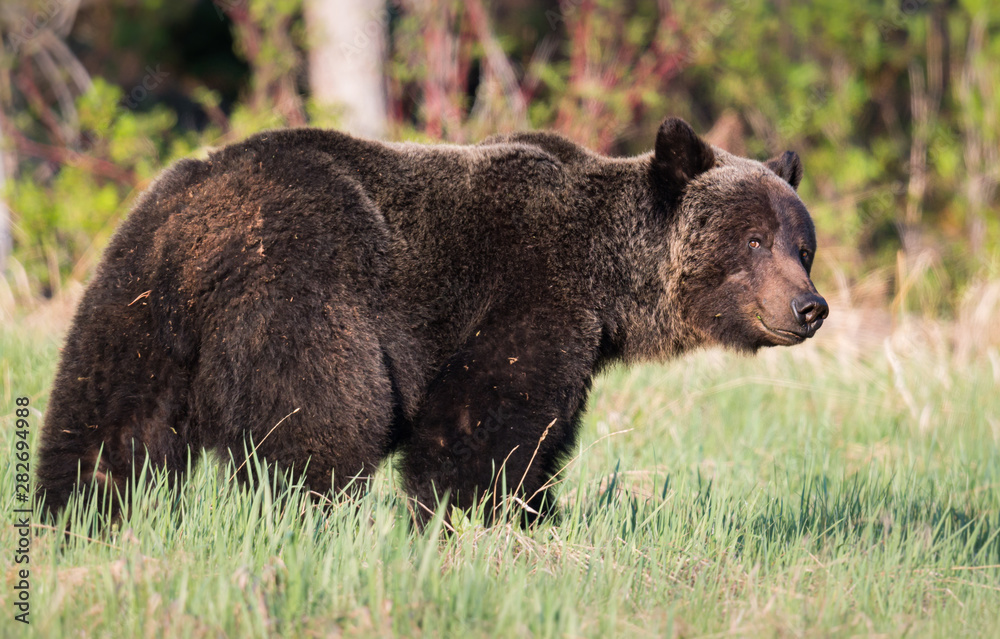 Grizzly bear in th ewild Grizzly bear in th ewild