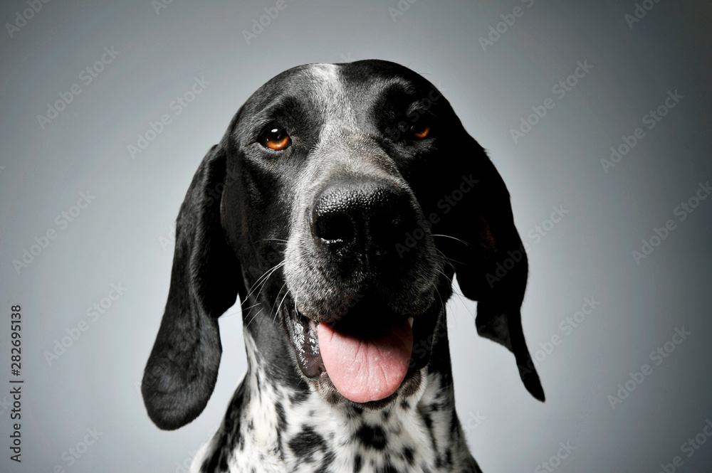 Studio shot of a lovely  deutsch kurzhaar