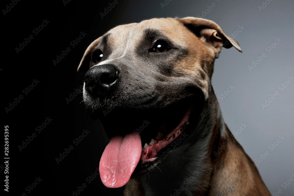 Studio shot of a lovely Staffordshire Terrier Studio shot of a lovely Staffordshire Terrier