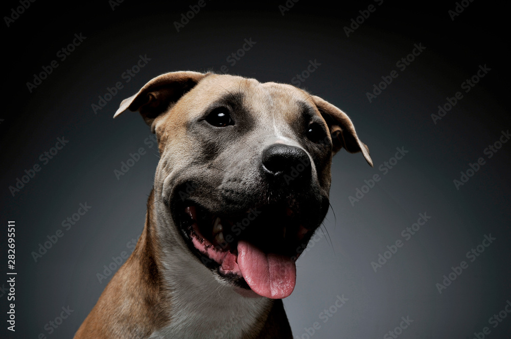 Studio shot of a lovely Staffordshire Terrier
