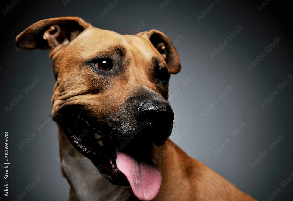 Studio shot of a lovely Staffordshire Terrier Studio shot of a lovely Staffordshire Terrier