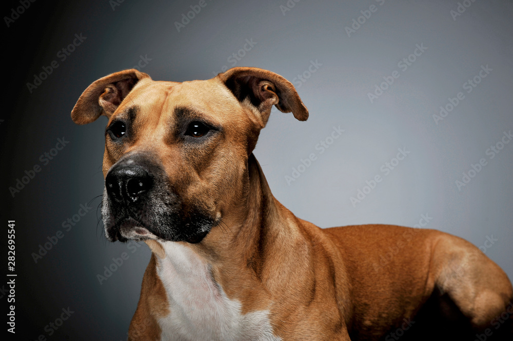 Studio shot of a lovely Staffordshire Terrier