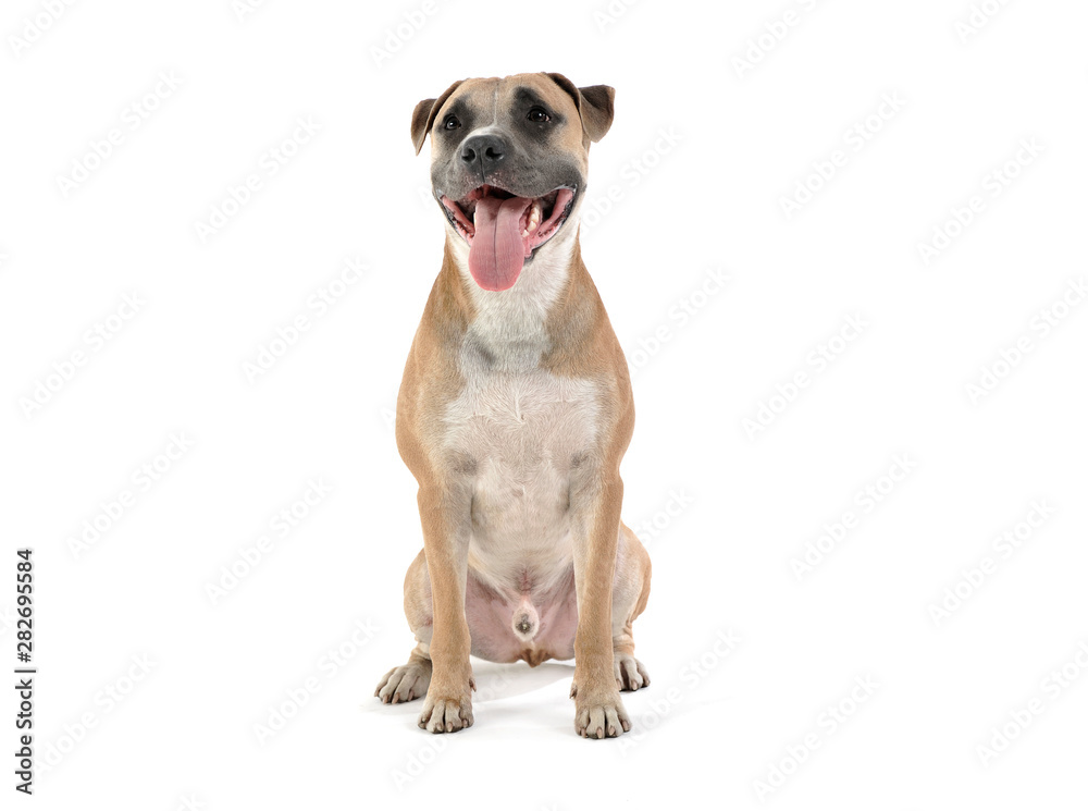 Studio shot of a lovely Staffordshire Terrier Studio shot of a lovely Staffordshire Terrier