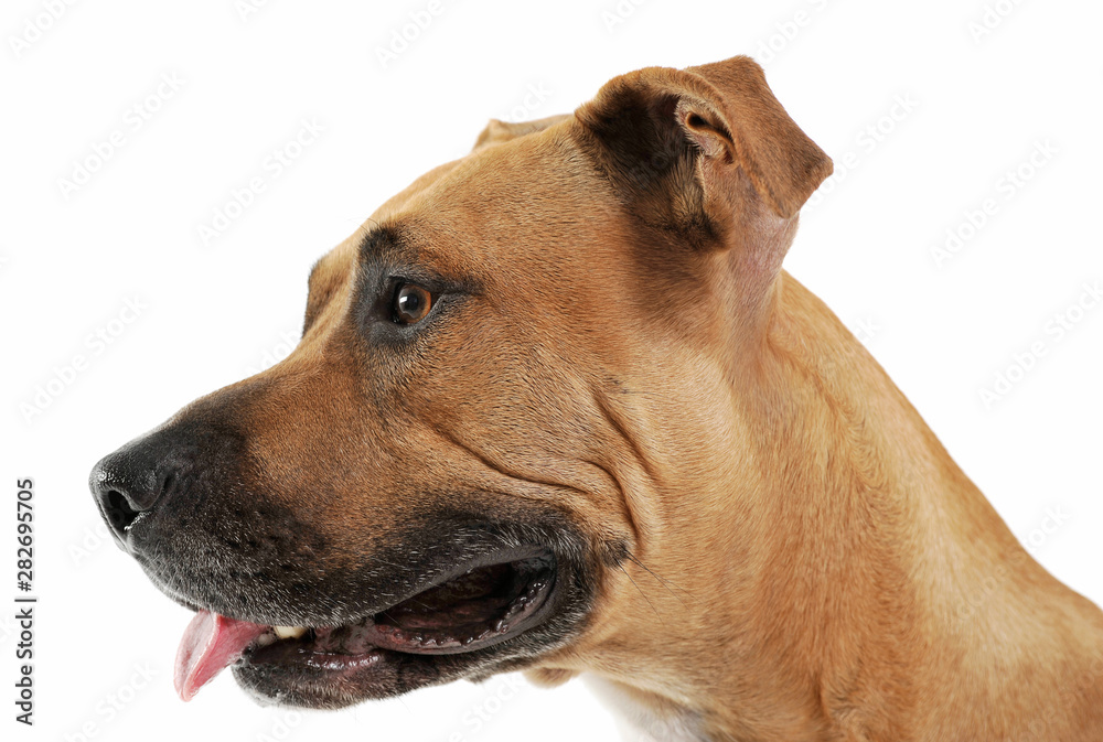 Obraz premium Studio shot of a lovely Staffordshire Terrier