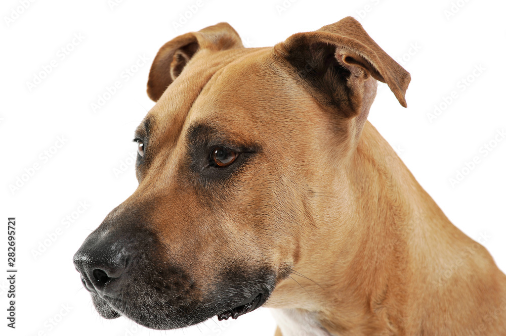 Studio shot of a lovely Staffordshire Terrier