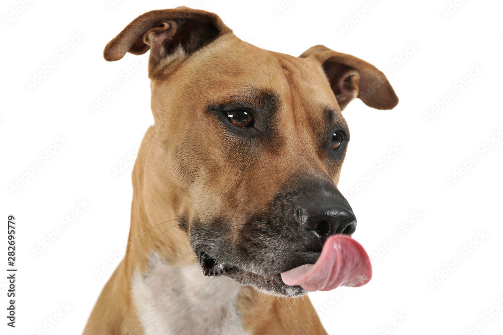 Studio shot of a lovely Staffordshire Terrier