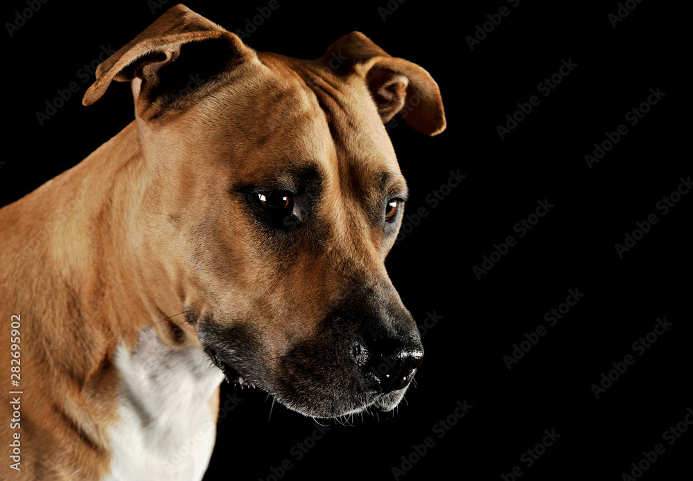 Studio portrait shot of a lovely Staffordshire Terrier