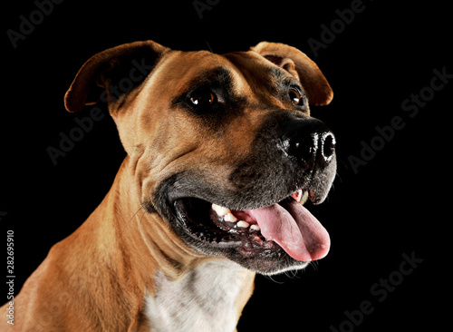 Studio portrait shot of a lovely Staffordshire Terrier