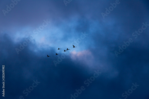 Swans flying in sky with dark overtone © Rain