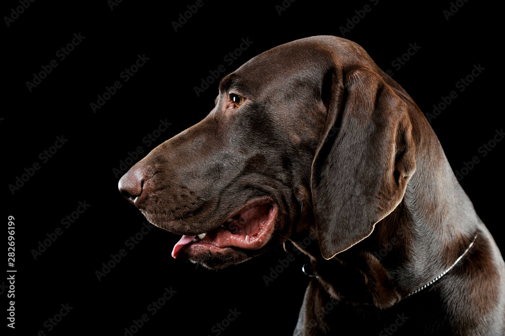 Studio headshot of a lovely deutsch kurzhaar