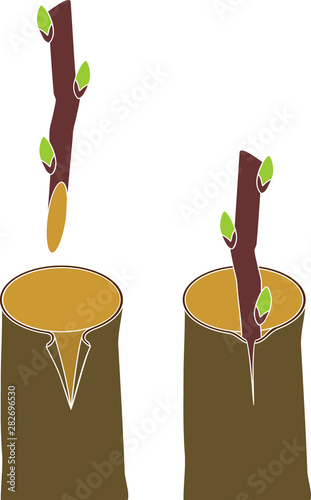 Spring grafting tree. Bark graft