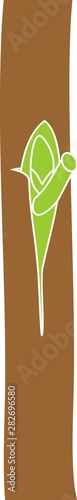 Spring grafting tree. Chip Budding