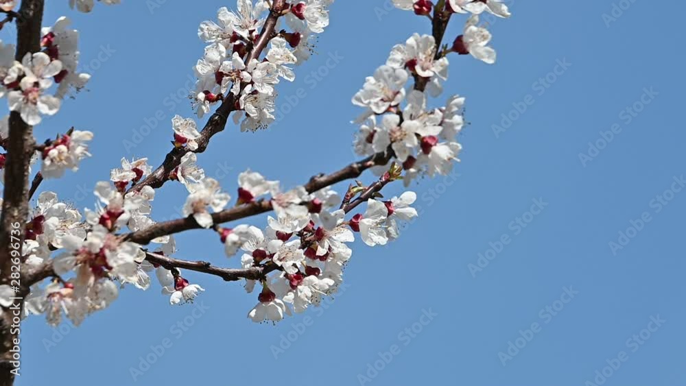 Close up apricot tree blossom over clear blue sky Close up apricot tree blossom over clear blue sky