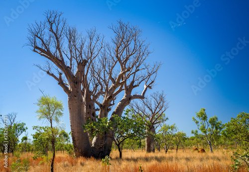 Boab tree at the dry season with blue sky at the Kimberleys - Western Australia photo