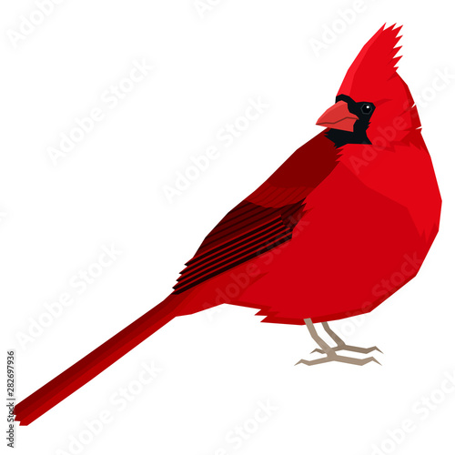 Cardinal bird Vector illustration Isolated object