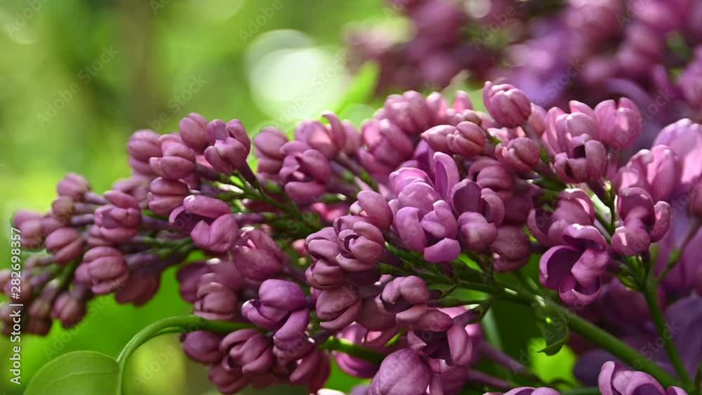 Close up purple lilac flowers Close up purple lilac flowers