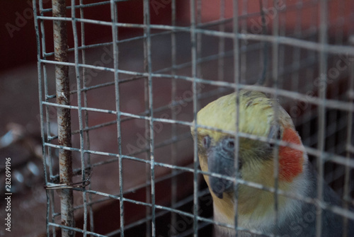 cacatua