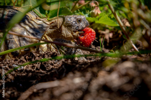 Russian tortoise eating strawberry