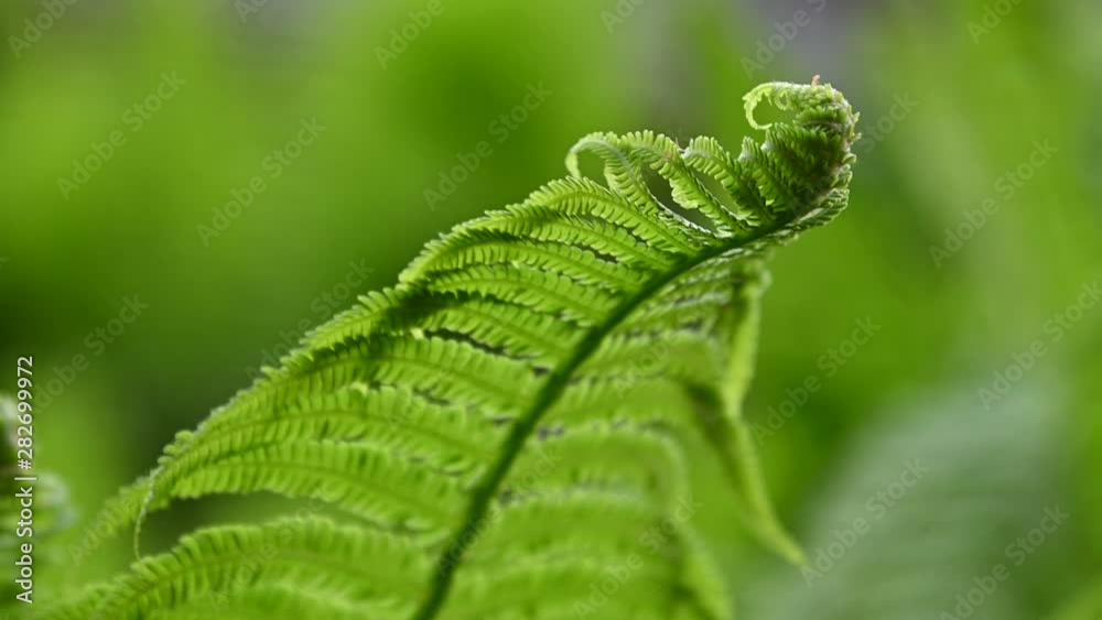 Close up fresh fern frond over green background Close up fresh fern frond over green background