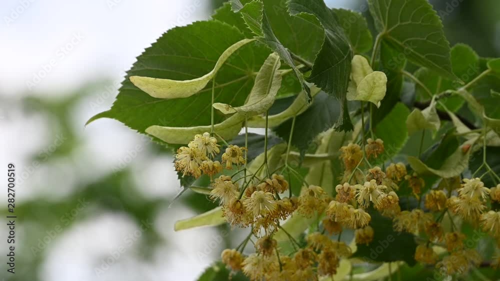 Close up yellow linden tree flowers in bloom Close up yellow linden tree flowers in bloom