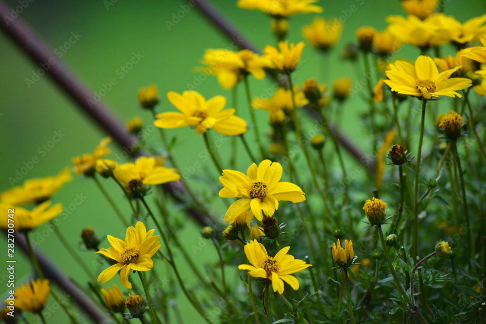 Fototapeta premium yellow flowers in garden
