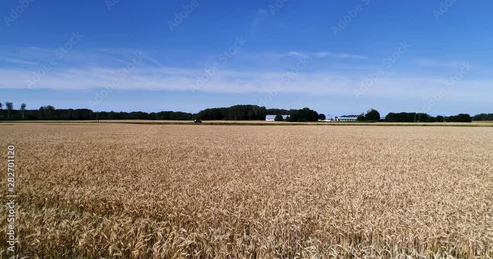 Aerial Flight over the Wheat Field. Fields Planted with Agricultural Plants. Slow Aerial Speed. Estonia