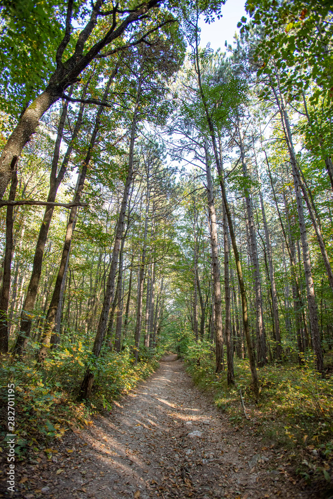 Obraz premium green forest in spring time