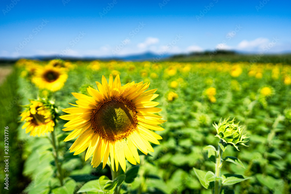 Sea of Sunflowers in Carinthia, Austria