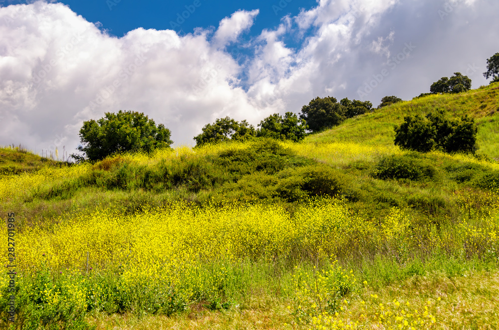 Fototapeta premium Beautiful springtime southern California landscape with wild mustard flowers in bloom.