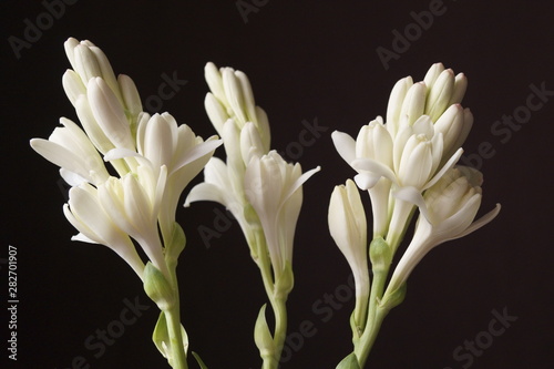 Beautiful flowers - Tuberose or agave amica (Polianthes tuberosa) photo