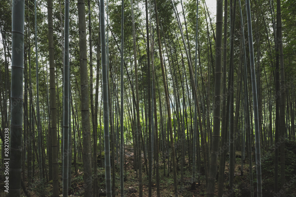 Fototapeta premium Bambusowy las w górach Mingyue w Chinach