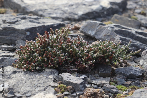close up of diddledee on rock 