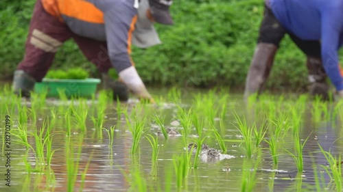Asian farmer transplant rice seedlings in rice field,Farmer planting rice in the rainy season, Asian farmer is withdrawn seedling and kick soil flick of Before the grown in paddy field, Thailand.