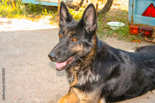 Joyful dog of the East European breed