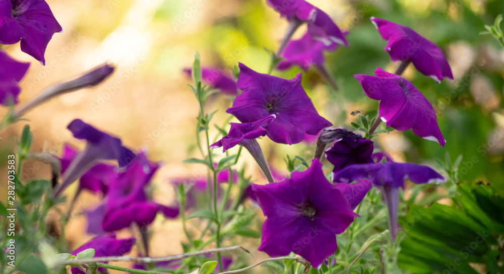 Flores bonitas de color violeta foto de Stock | Adobe Stock