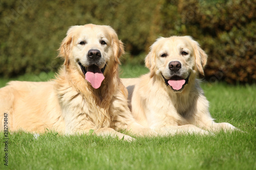 Amazing golden retrievers together