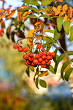 Rowan berries on a branch. Red mountain ash. The concept of women's autumn and summer.