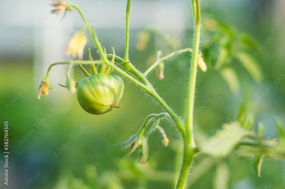 Green tomatoes hanging on the bushes at sunset. Green tomatoes hanging on the bushes at sunset.