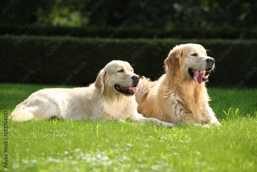 Amazing golden retrievers together Amazing golden retrievers together