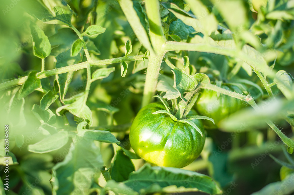 Green tomatoes hanging on the bushes at sunset. Green tomatoes hanging on the bushes at sunset.
