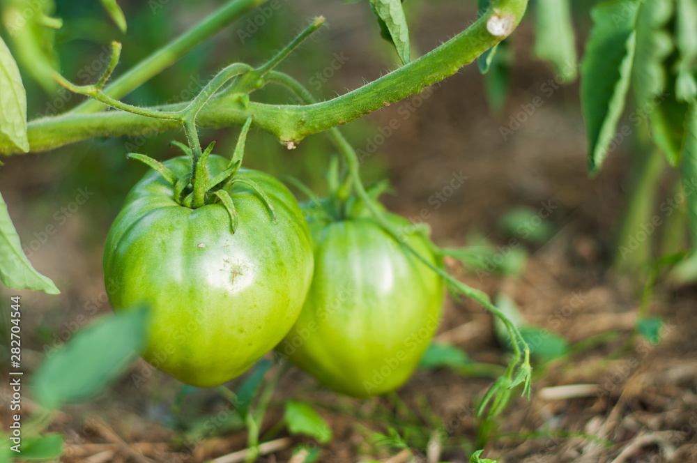 Care and cultivation of tomatoes at home in their beds. Useful and environmentally friendly vegetables. Unripe green tomato. Care and cultivation of tomatoes at home in their beds. Useful and environmentally friendly vegetables. Unripe green tomato.