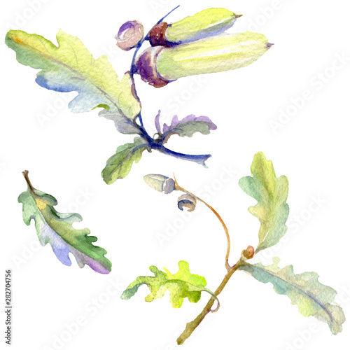 Forest acorn green leaf and nut. Watercolor background illustration set. Isolated oak illustration element.
