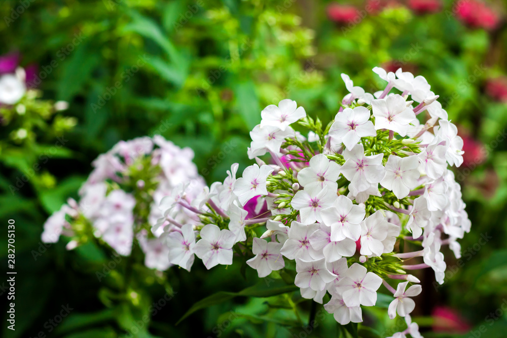 White garden Phlox closeup on green foliage background White garden Phlox closeup on green foliage background