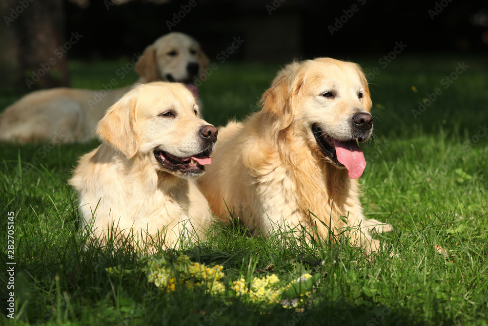 Amazing golden retrievers together Amazing golden retrievers together