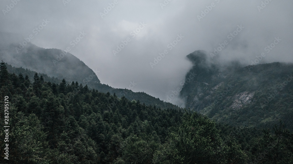 Forest on Mingyue Mountain, Jiangxi, China