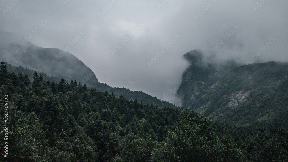 Forest on Mingyue Mountain, Jiangxi, China Forest on Mingyue Mountain, Jiangxi, China