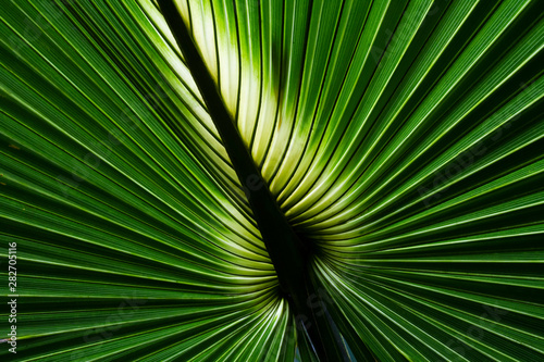 Closeup of a Backlit Fan Palm